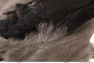 Photo Textures of Animal Skin 